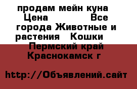 продам мейн куна › Цена ­ 15 000 - Все города Животные и растения » Кошки   . Пермский край,Краснокамск г.